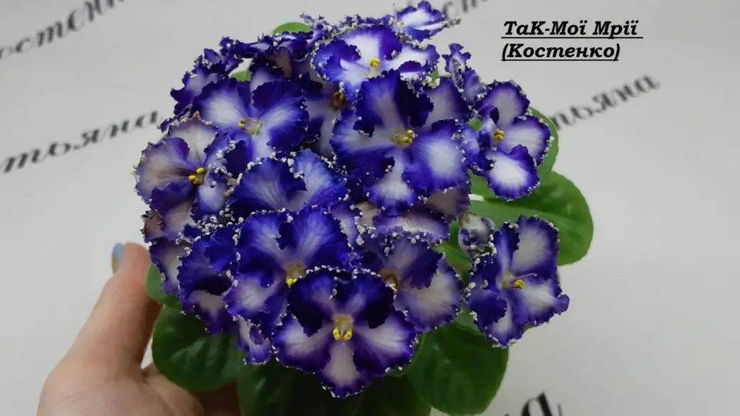 фіалка «так — мої мрії» 