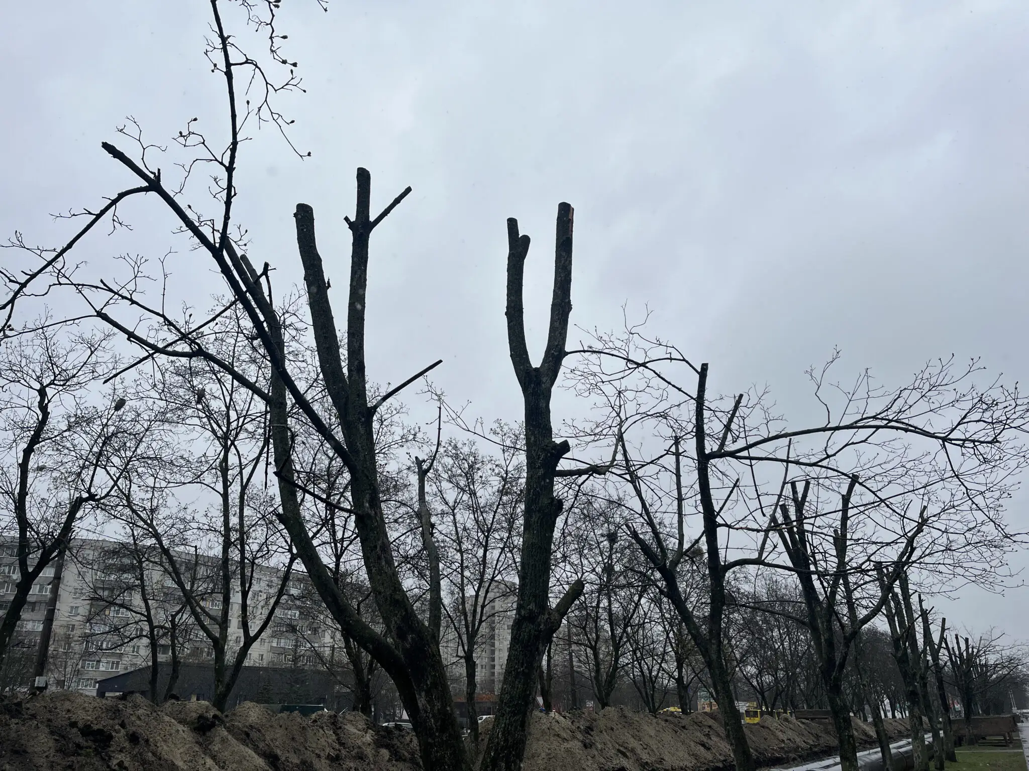 Обпиляні дерева в Сумах