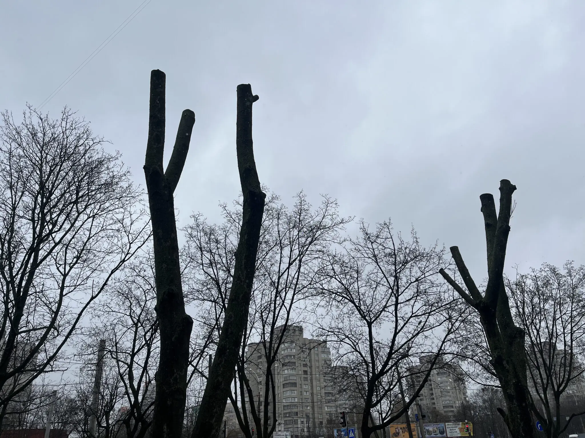 Обрізані дерева в Сумах