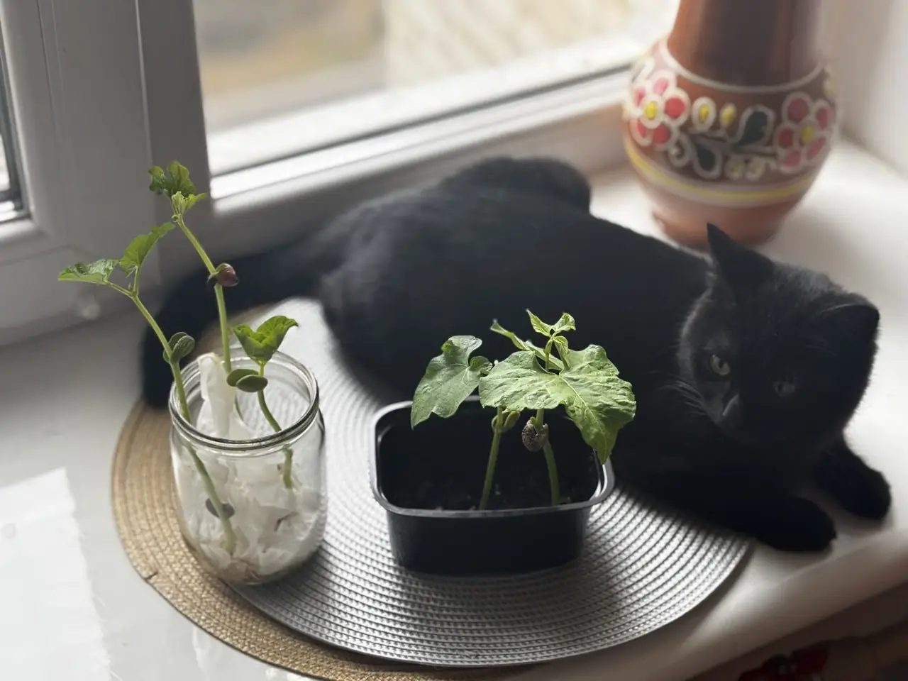 pepsi dyvytsia na kvasoliu