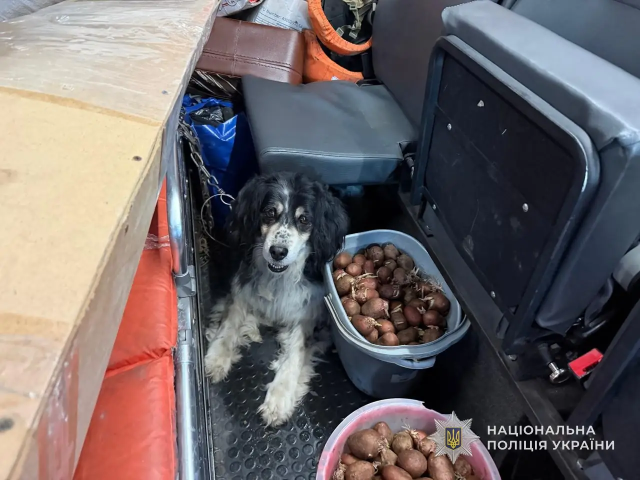 Собаку вивозять з прикордоння Сумщини