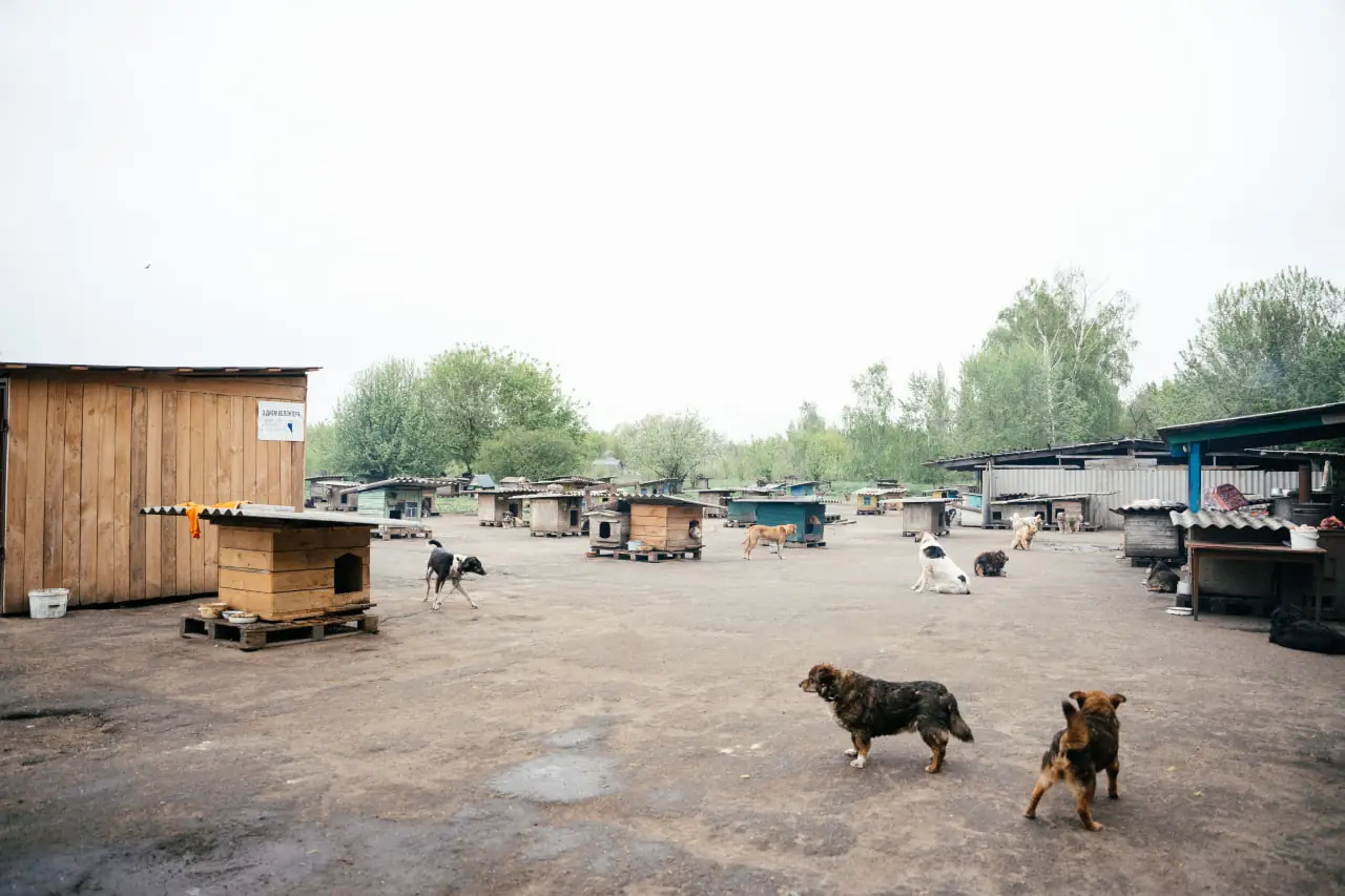 притулок у Сумах