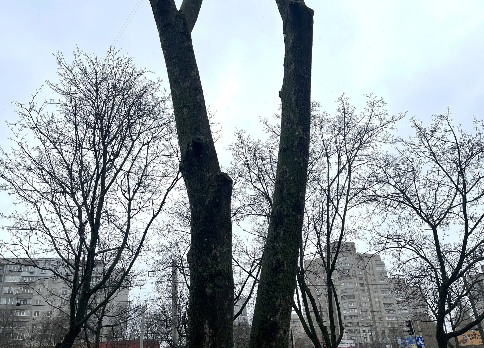 Рани на обрізаних деревах у Сумах