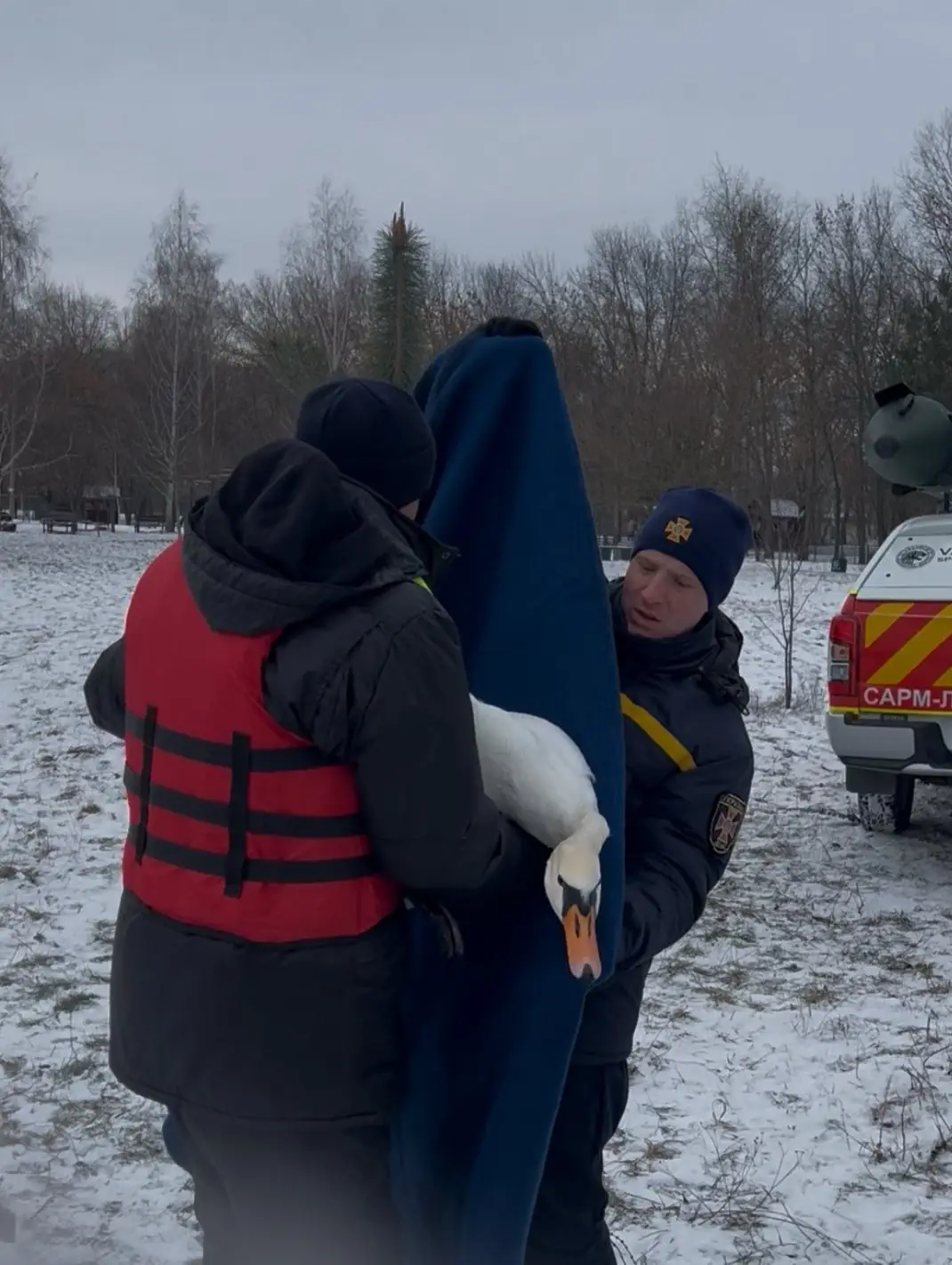 Рятують лебедя з озера Чеха в Сумах