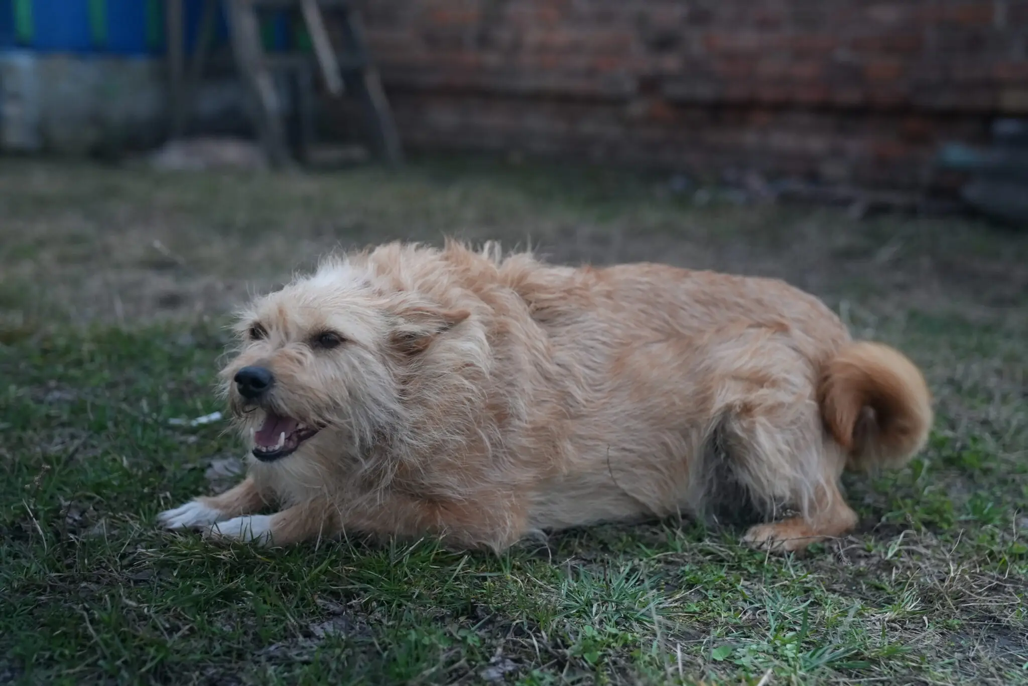 собака на гідрометстанції на Сумщині