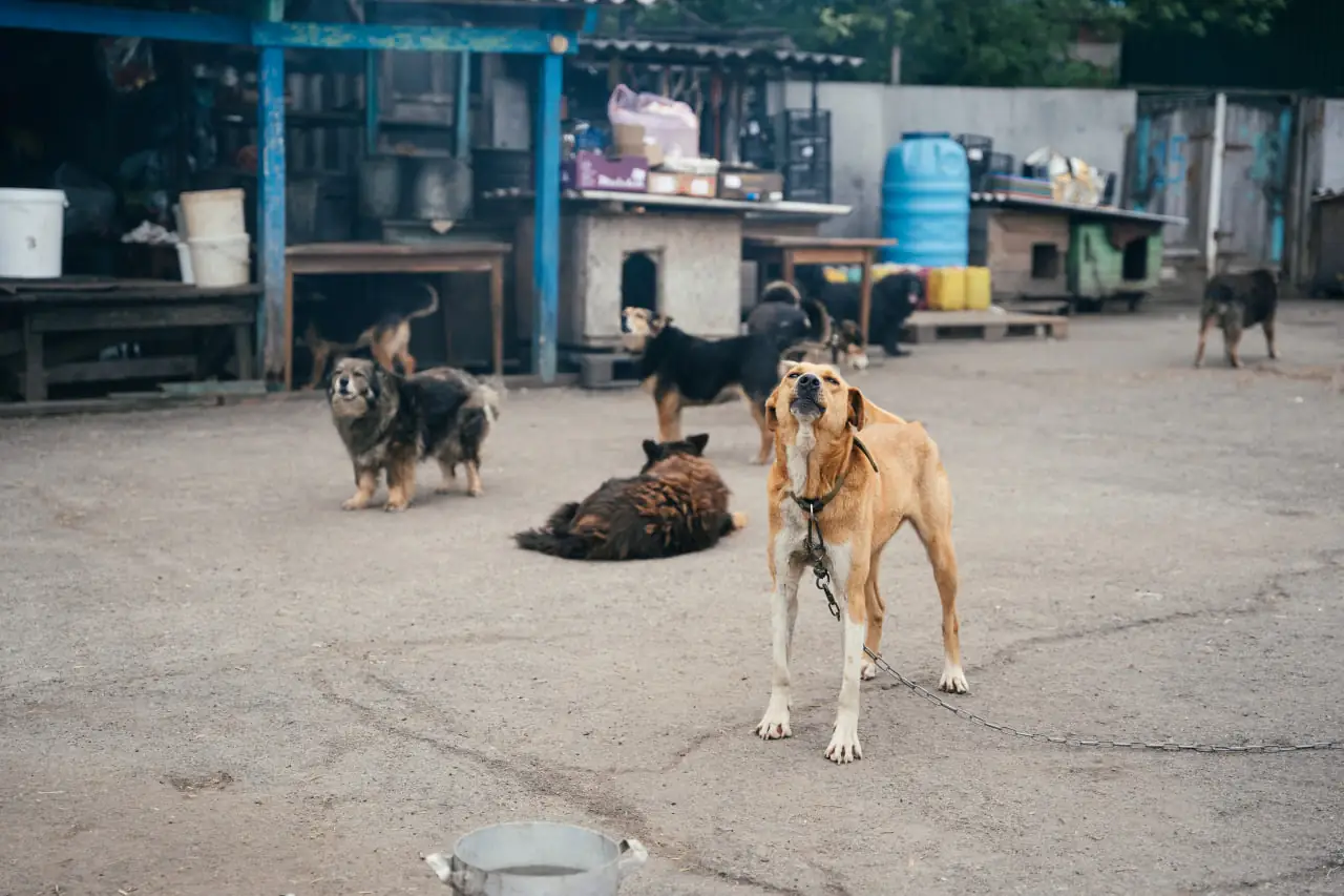 Собаки у Сумському притулку для тварин