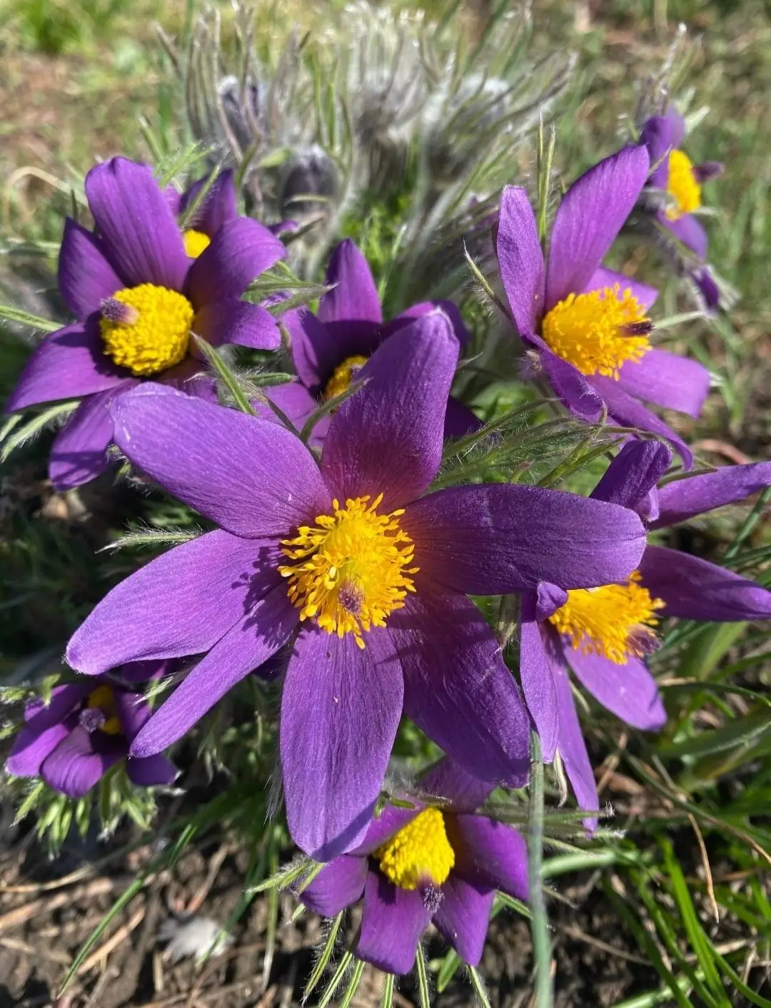 Сон-трава в ботанічному саду СумДПУ