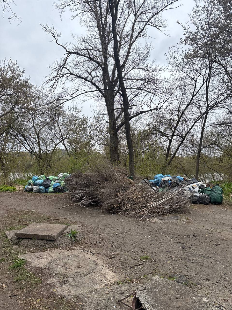 прибраний сухостій на толоці в Сумах