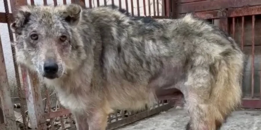 Вовк Байк з прикодоння Сумщини