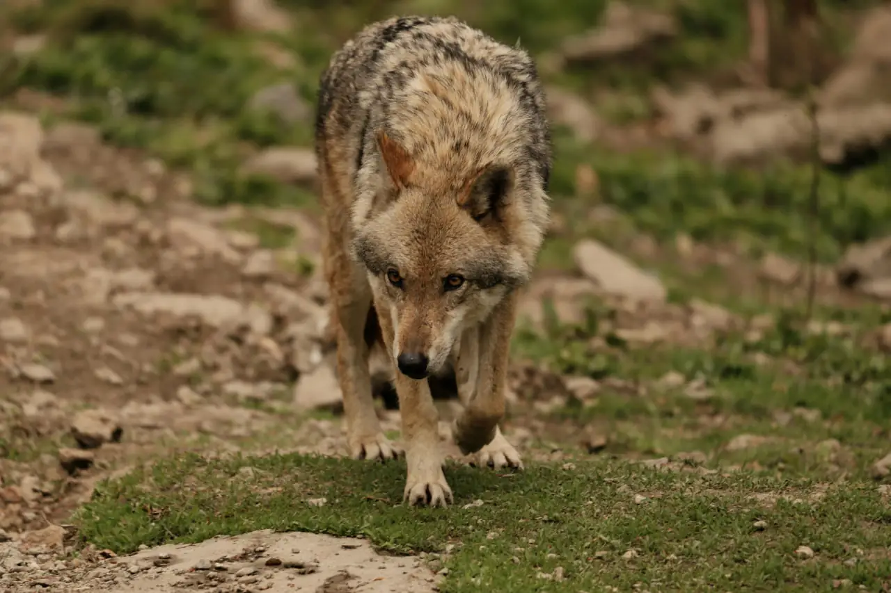 На Сумщині врятували вовка