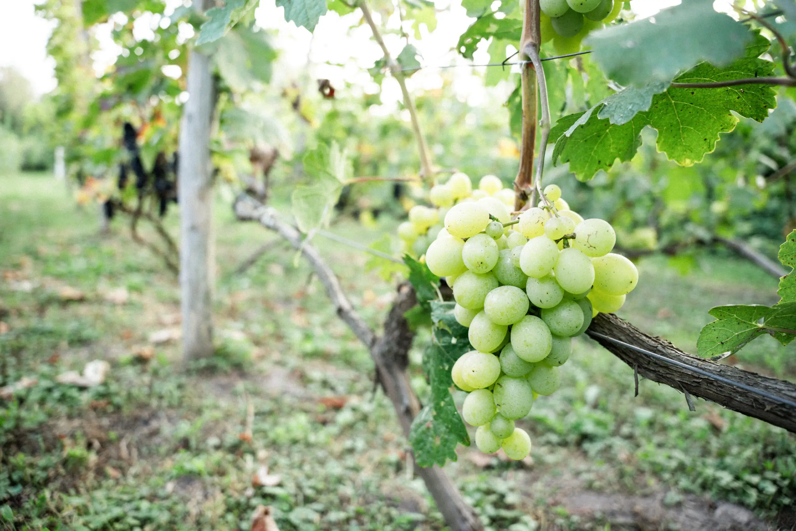 Виноград на Сумщині