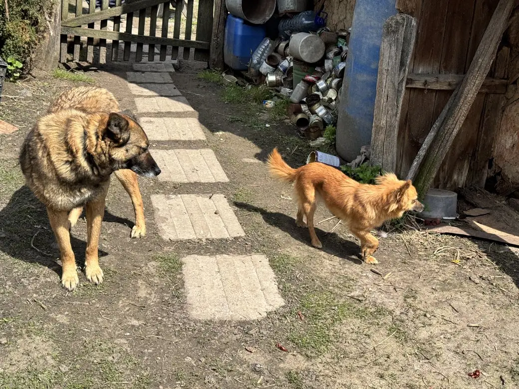 собаки в селі Зацарне на Сумщині