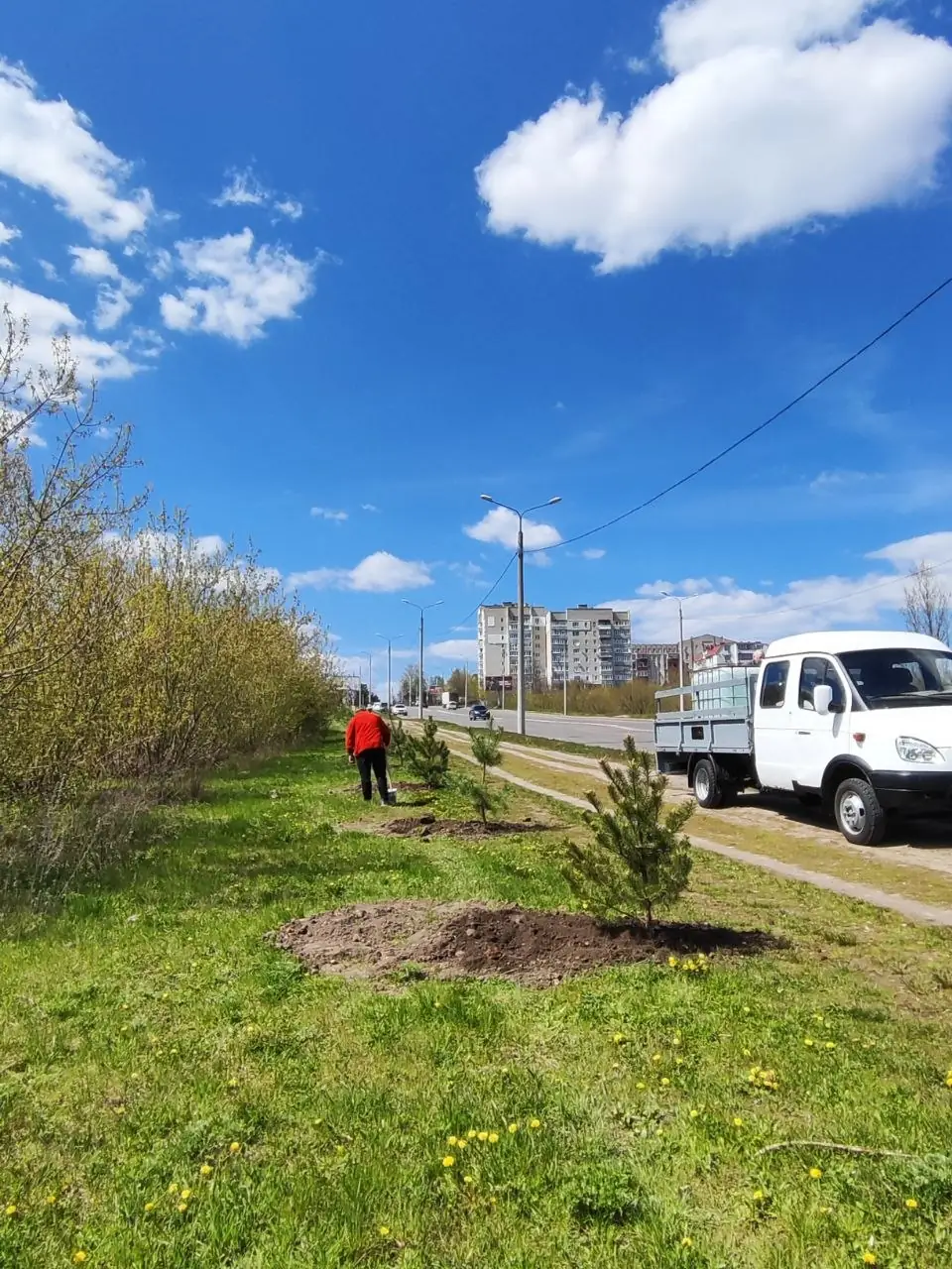 висадка дерев в Сумах