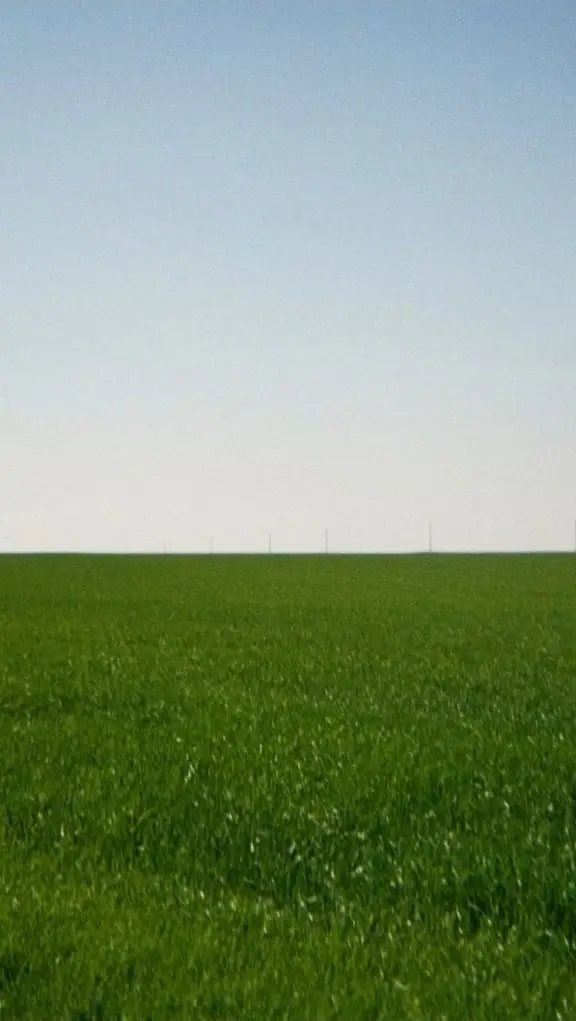 foto zelene pole фото зеленого поля на тлі блакитного неба