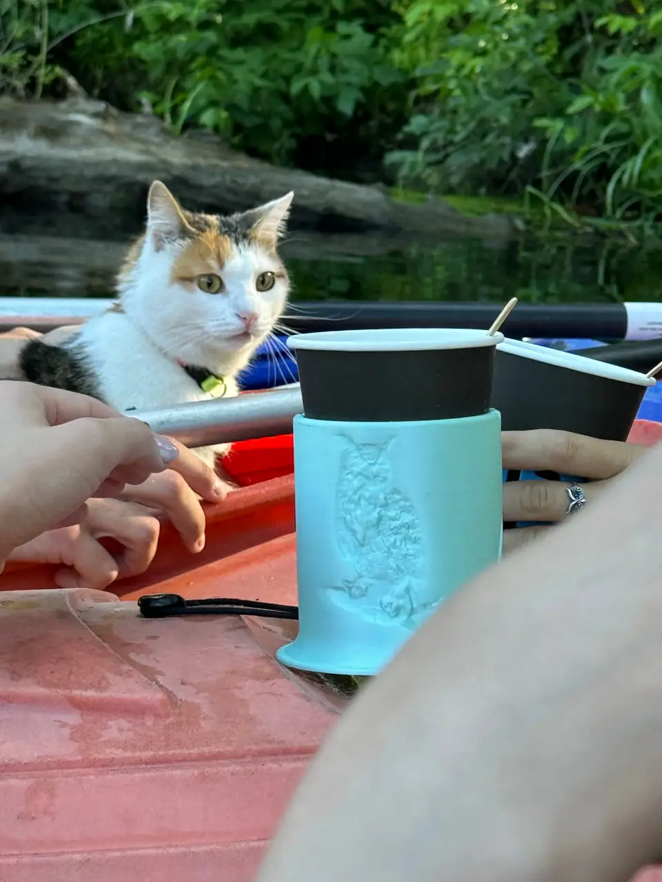 Сум'яни зустрічають ранок з котиком на сапборді на воді