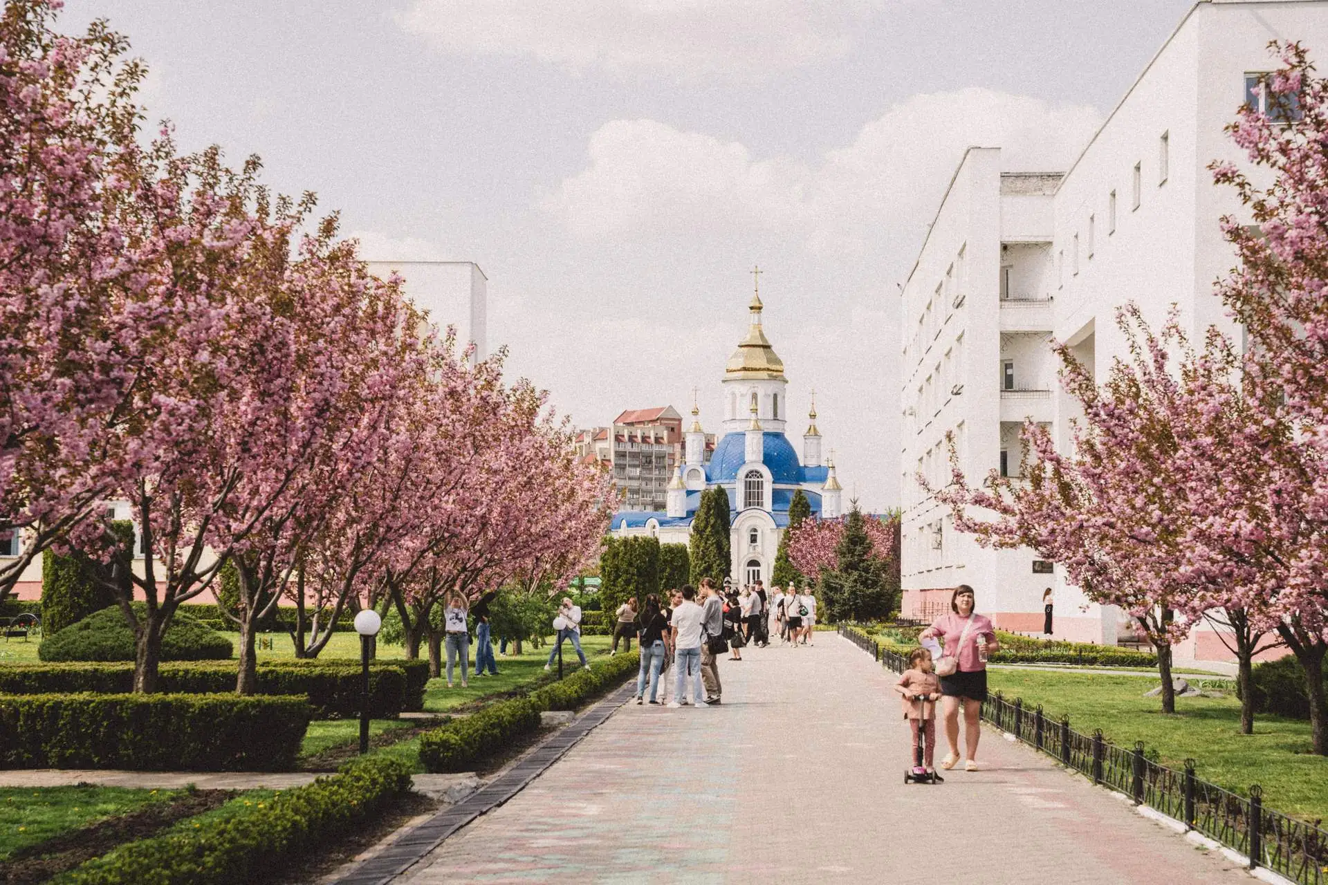 Сакури цвітуть у Сумах