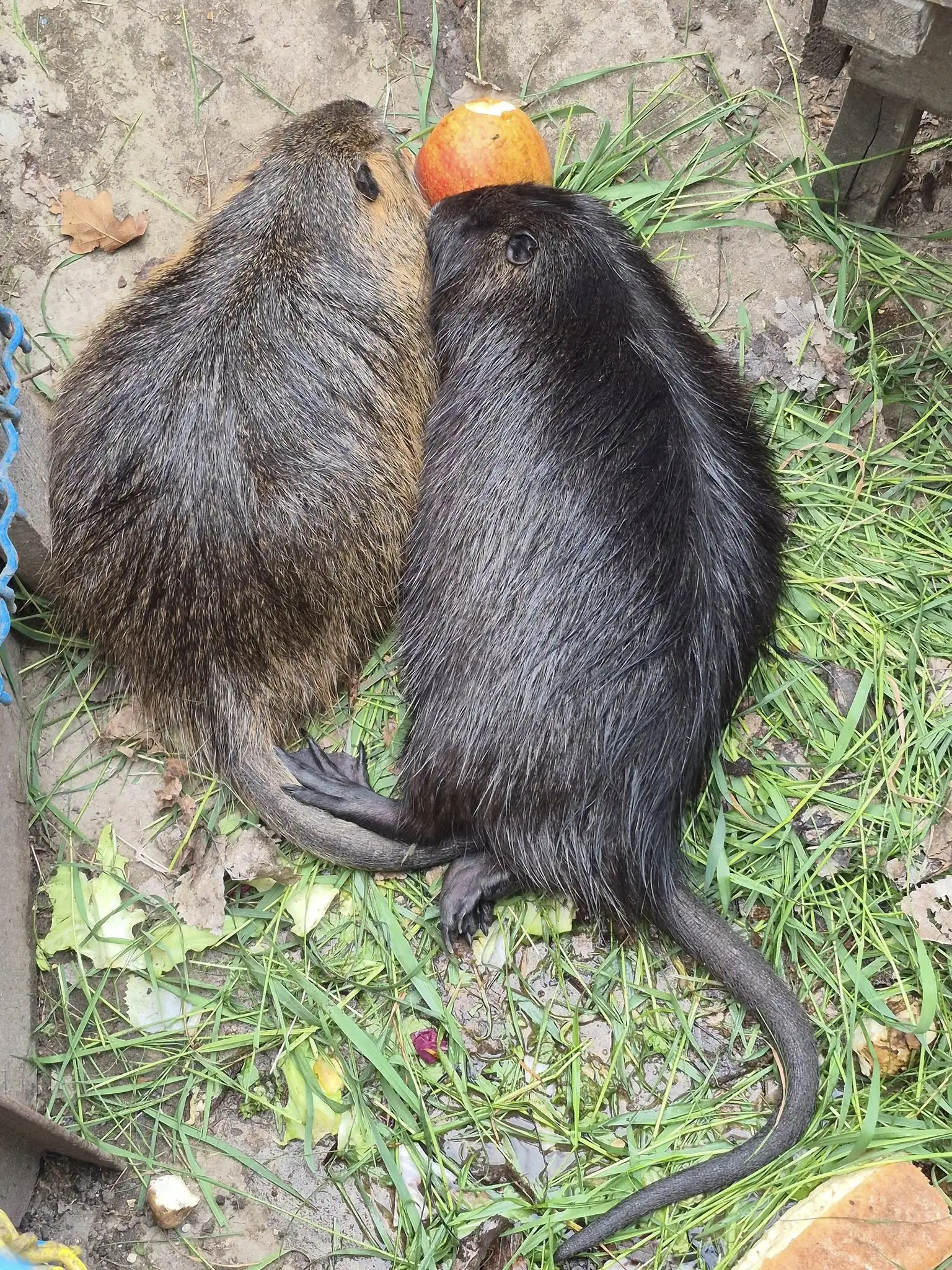 babusyne podviria sumy 2 babusyne podviria sumy 2