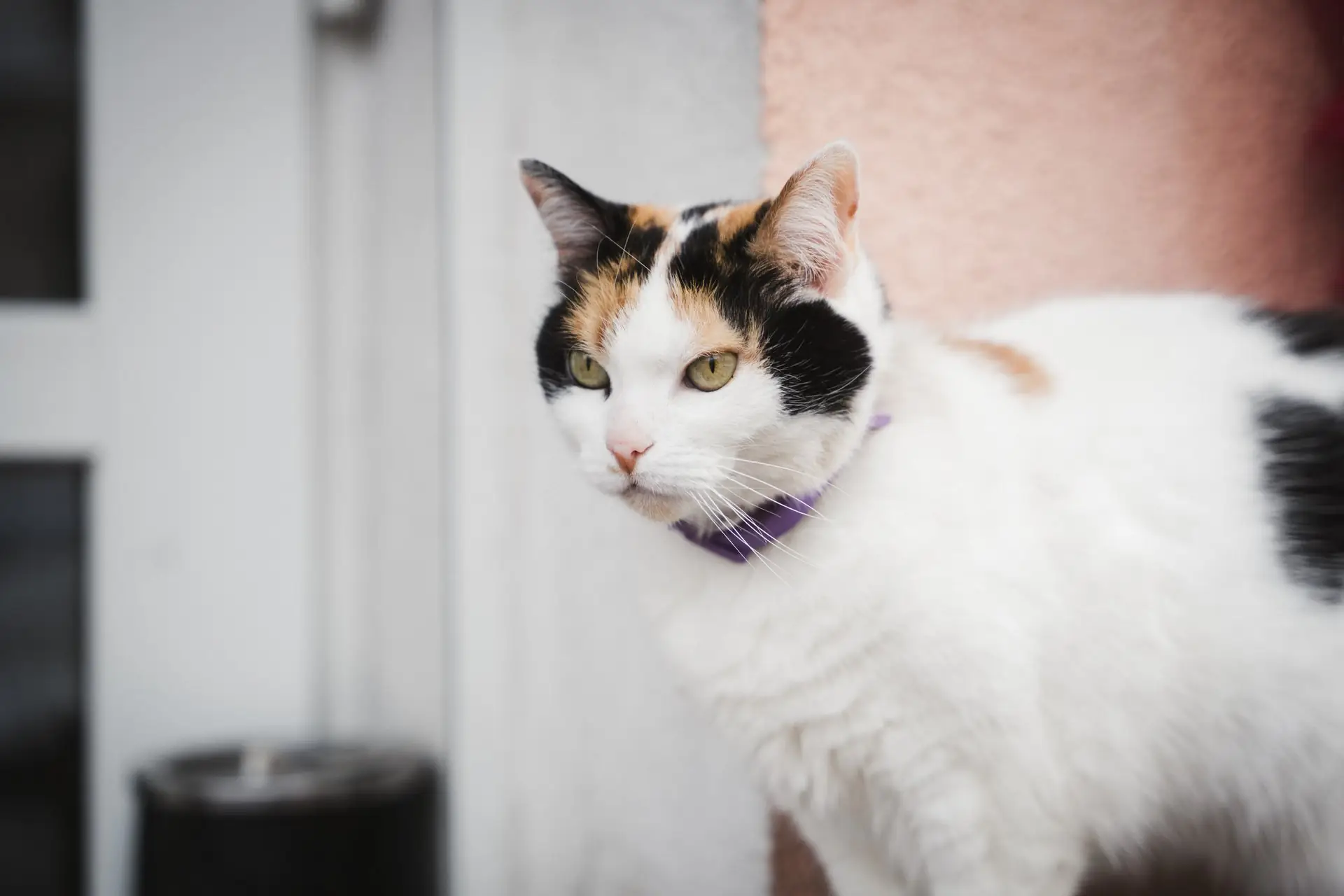 cheri portret kishka 02