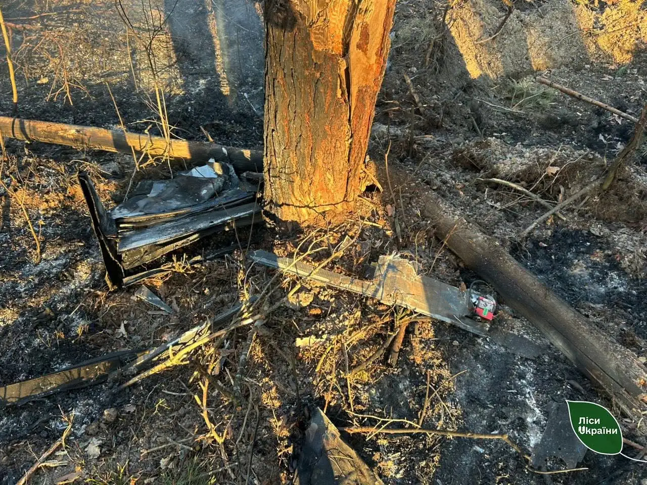 ліс на Сумщині вплив війни