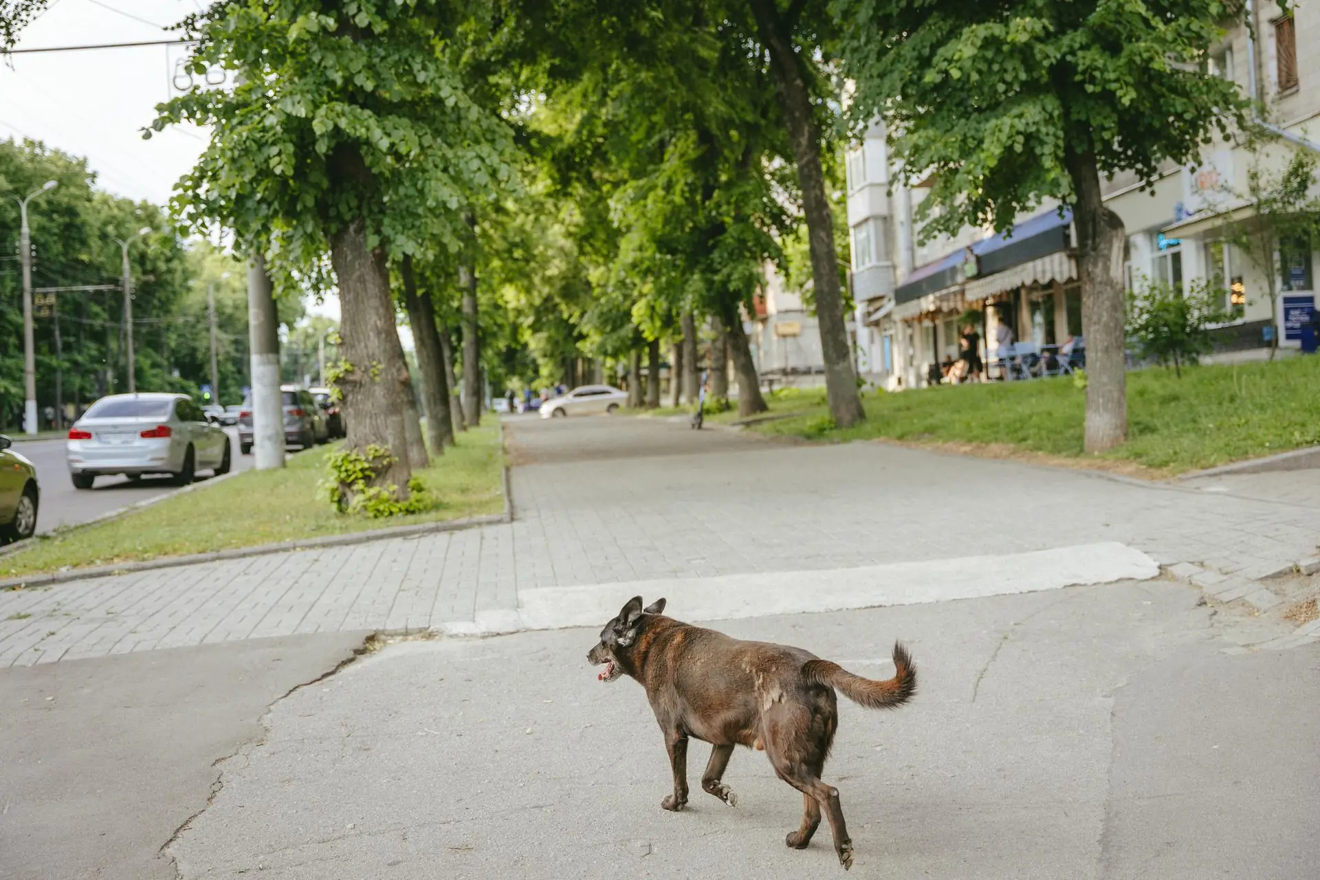 sobaka trotuar sumy shevchenka
