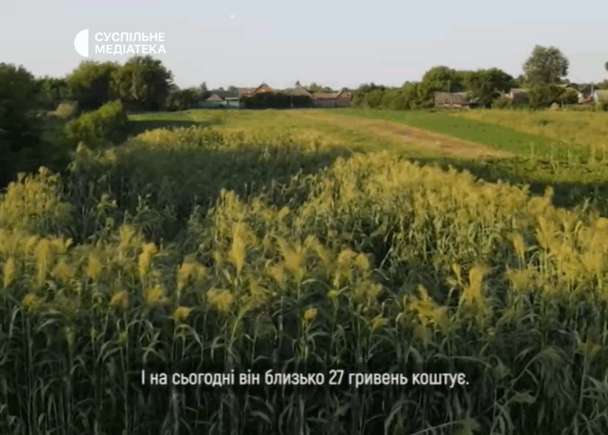 sorho vinikove v myropilli sorho vinikove v myropilli