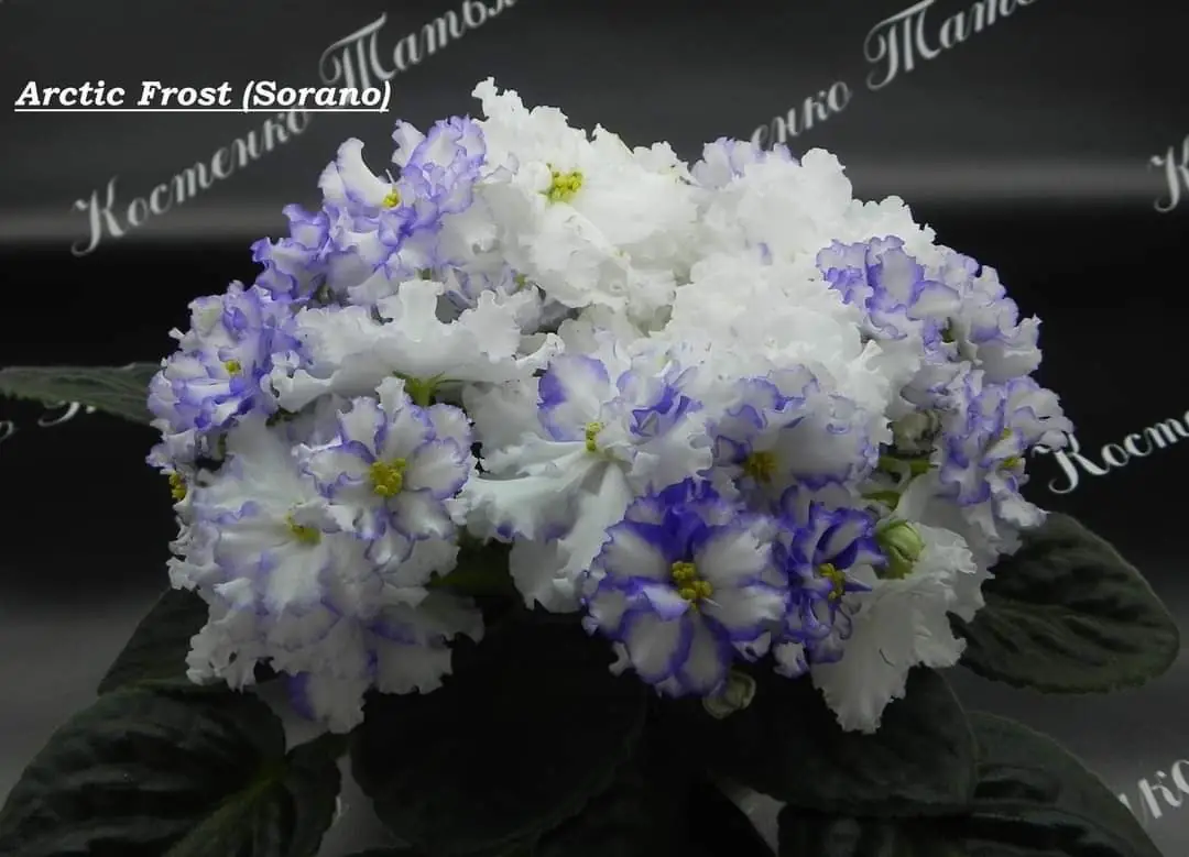 fialka Arctic Frost фіалкаа Arctic Frost