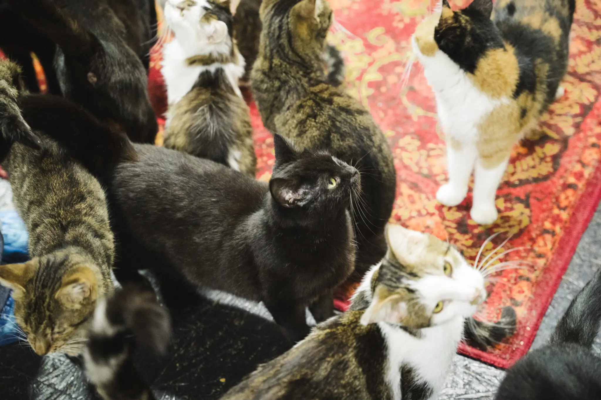 koty u dimpets u sumakh Коти в ДімПетс у Сумах