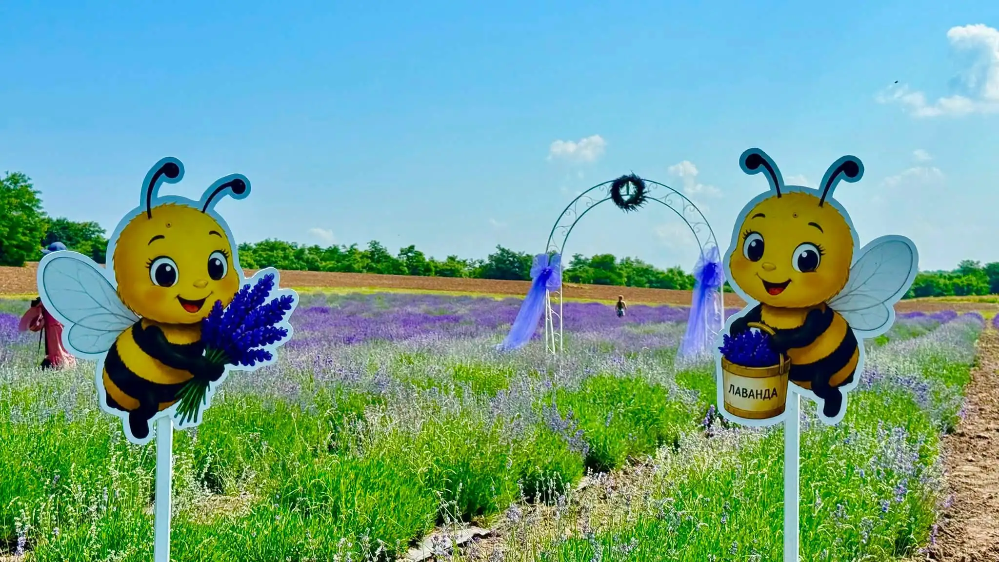 lavanda kvitne v boholiubovomu lЛаванда квітне в Боголюбовому