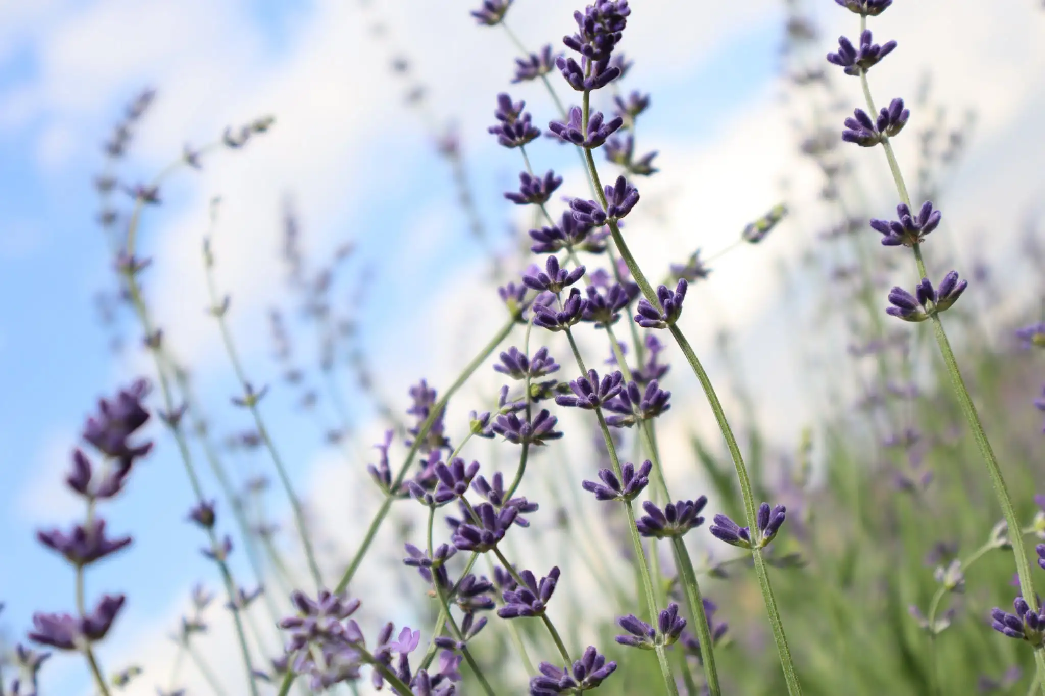 lavanda v boholiubovomu Лаванда в Боголюбовому