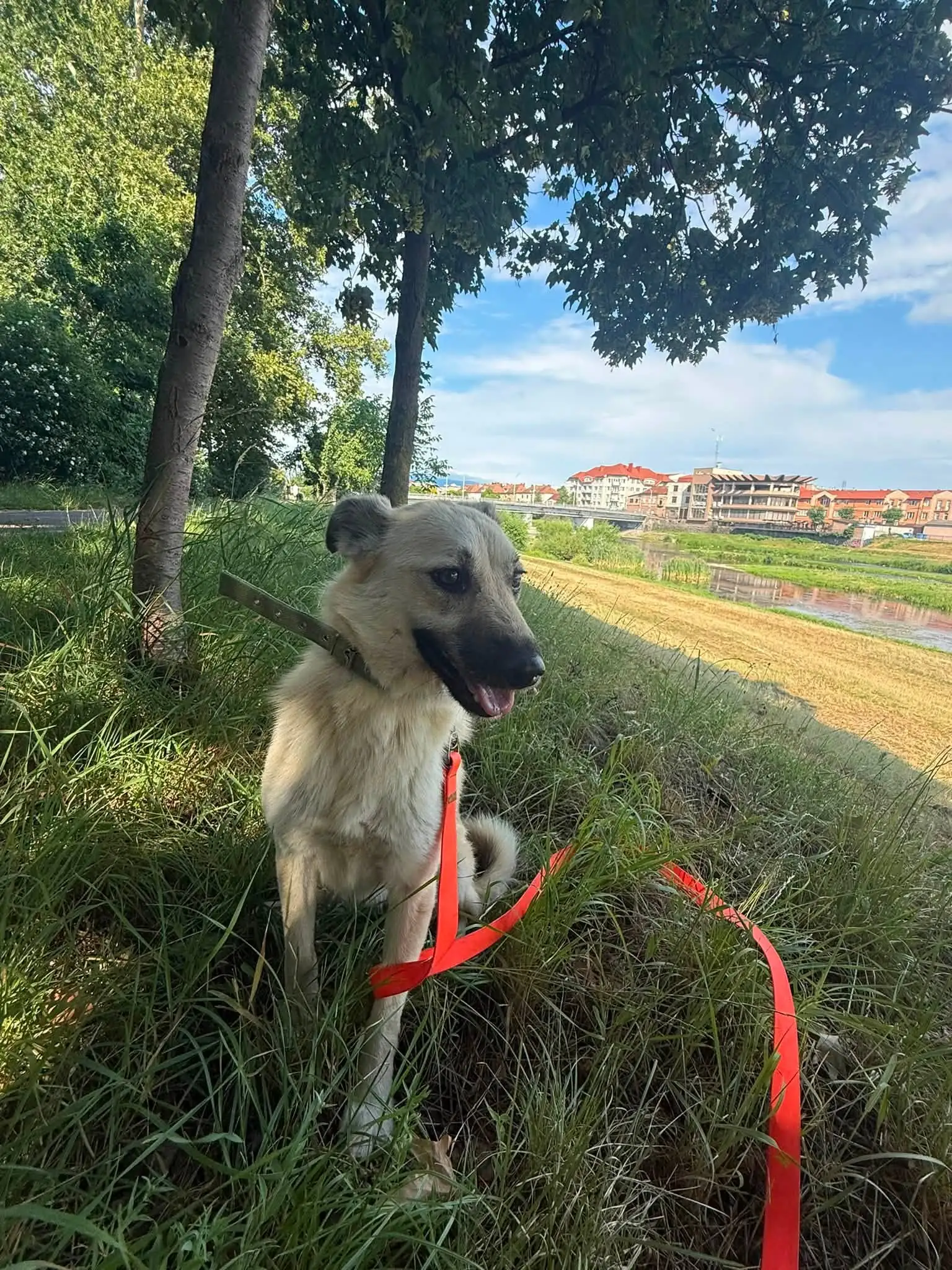 sobaka sumy
