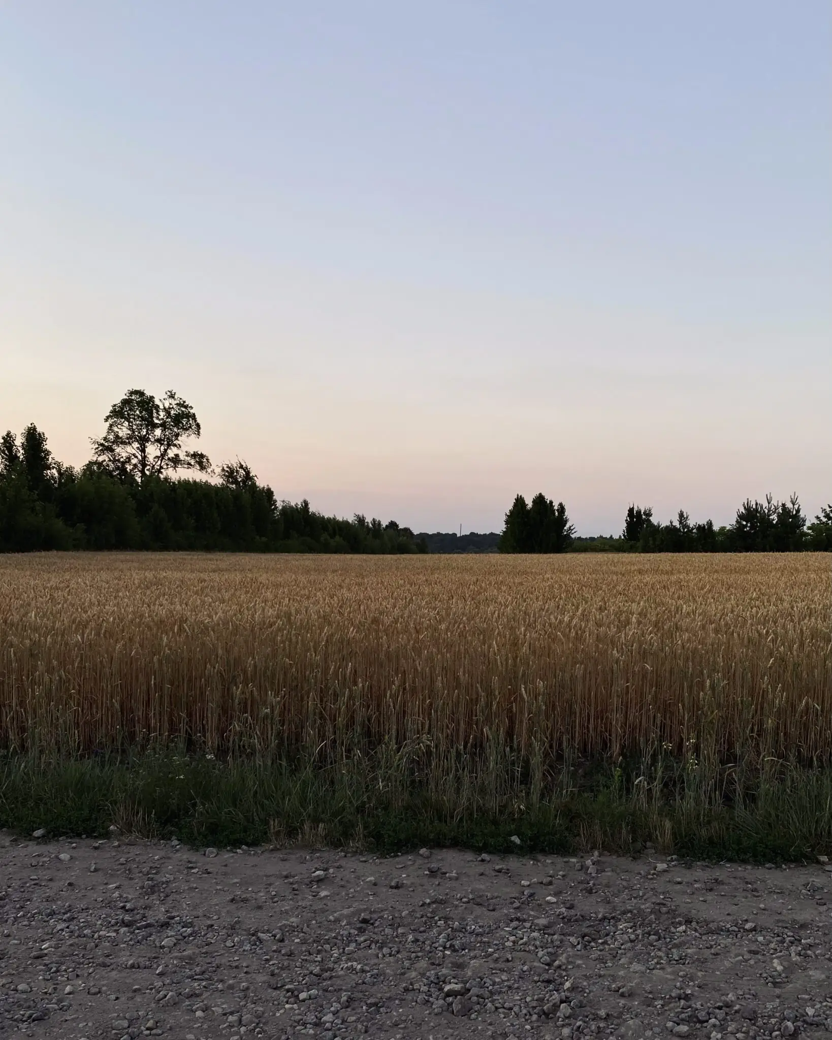 Пшеничне поле