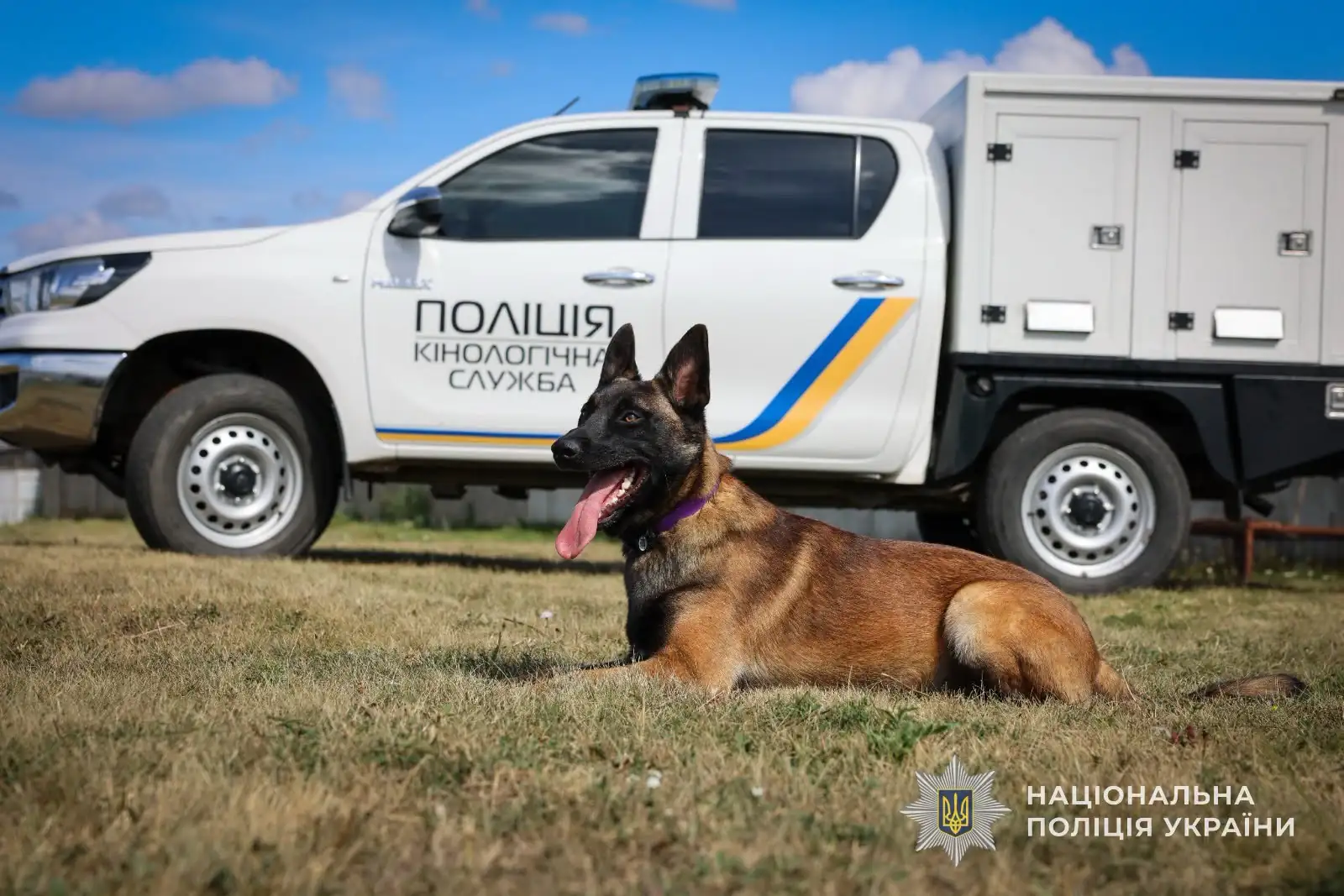 Кінологічна служба песик